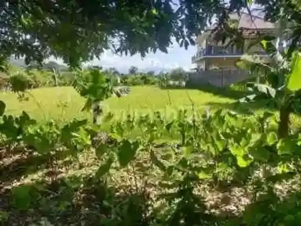 For Sale Good Land With Beautiful View Close To Central Lovina