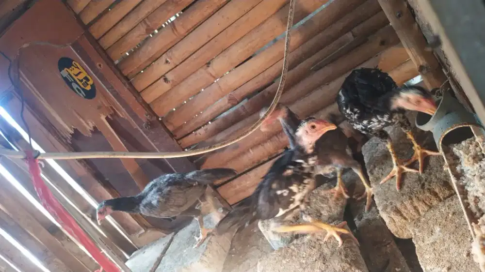 Ayam  bangkok  usia  2 bulan