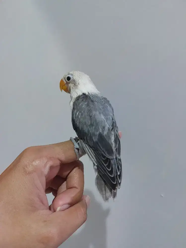 Lovebird biola ewuing mouve cakep jinakk