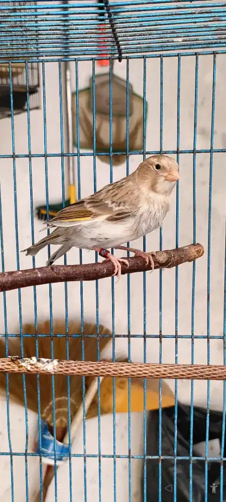 Kenari anak F1 Jantan