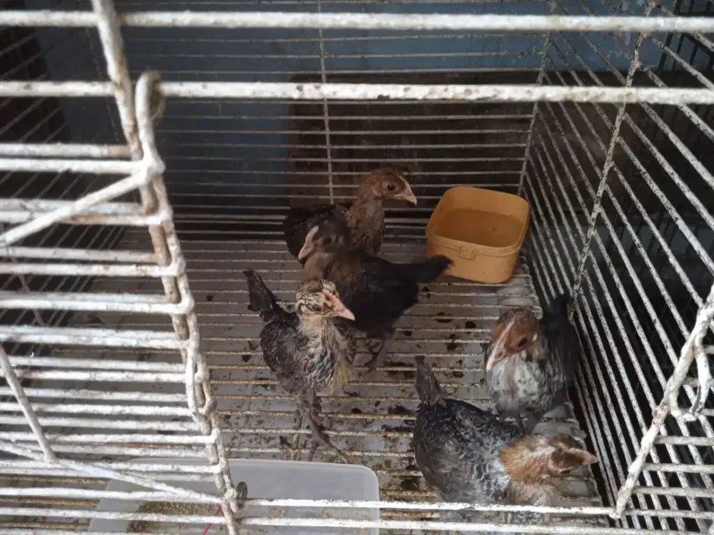5 ekor anak ayam arab+ kandang besi tebal usia 1 bln lebih