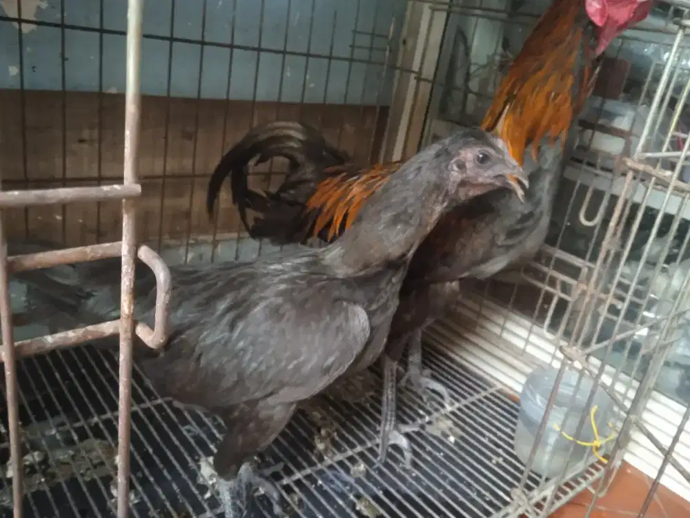 Sepasang ayam Bangkok silang cemani usia 7 bln Ehat dan jinak