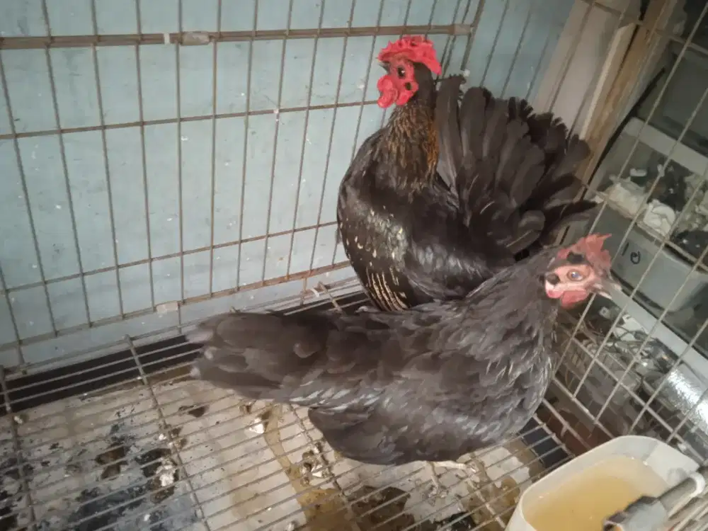Sepasang ayam batik blasteran serama usia 7 bln lucu dan jinak