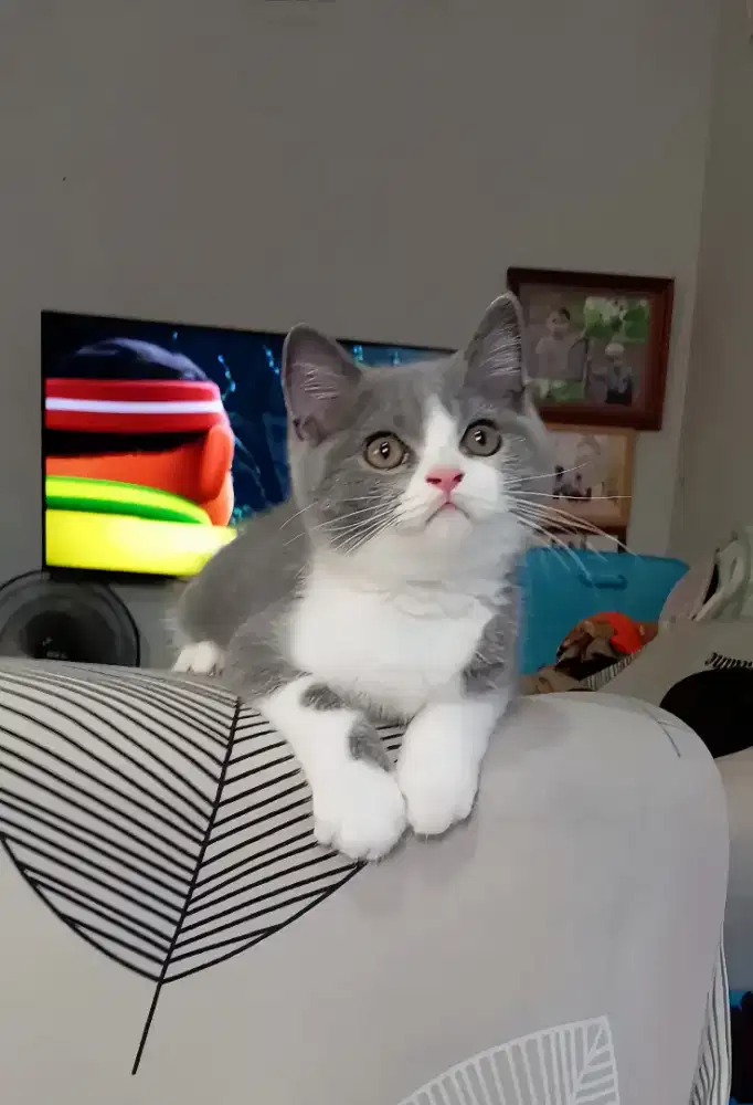 BRITISH SHORTHAIR / BSH BICOLOUR