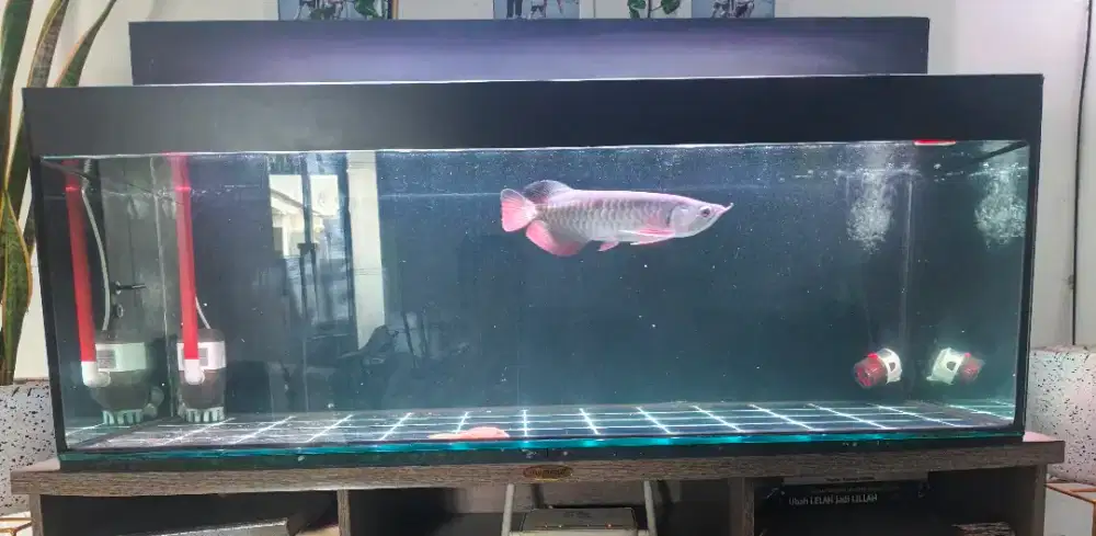 Aquarium/Tank Fullset + Arwana Golden Red