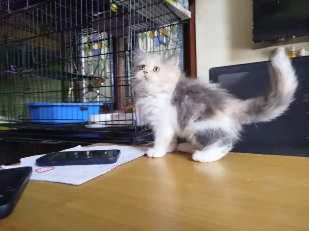 Kitten Persia betina