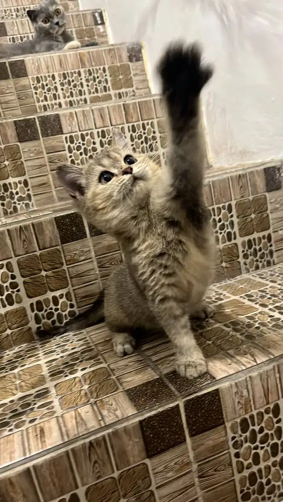 Open adopt Kucing BSH Kitten Betina Black Golden (British Short Hair)