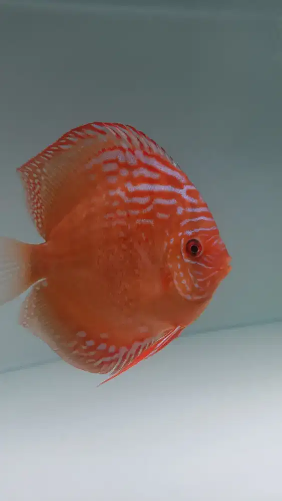 Diskus discus 4 inch up