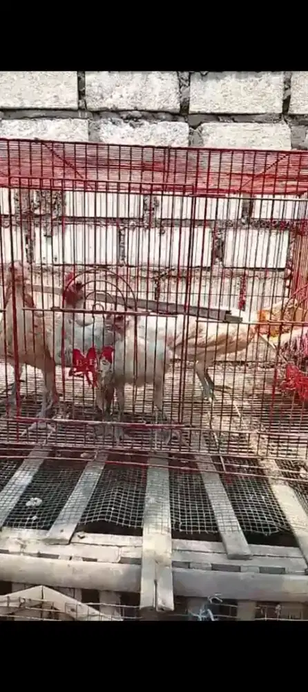 Ayam ketawa 4 bulan
