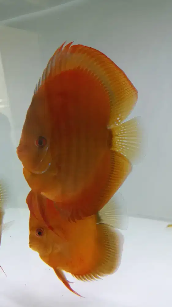 Discus diskus san merah hb 4,5 inch