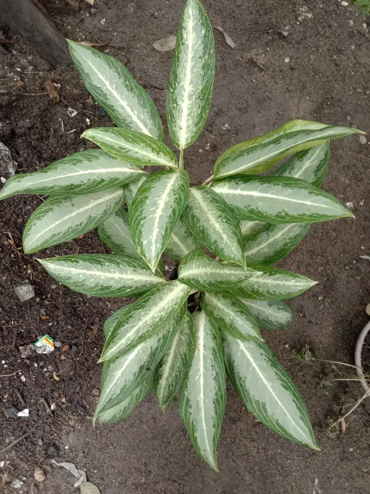 Tanaman Hias Aglaonema White Rain