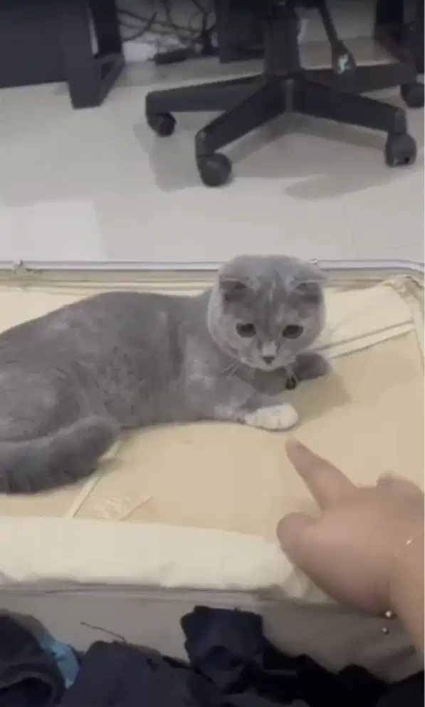 Open adopt Munchkin Scottish Fold Blue Tortie (British Short Hair)