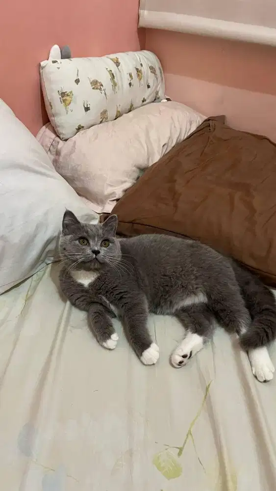 BSH Bico Blue Betina sudah STERIL