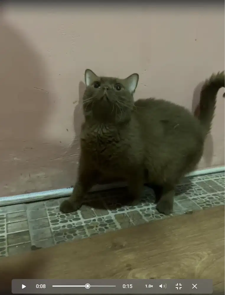 Kucing BSH Cinnamon Solid Pedigree