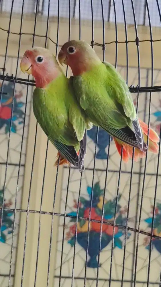 Lovebird Non Klep