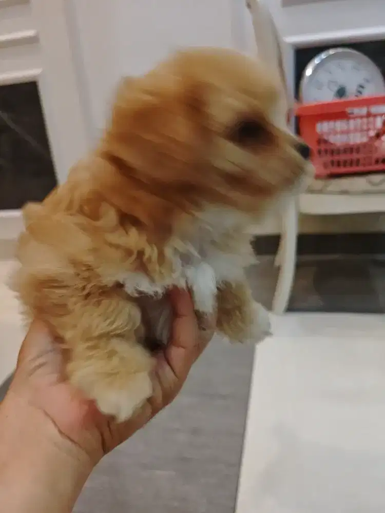 Anak anjing lucu maltise poodle