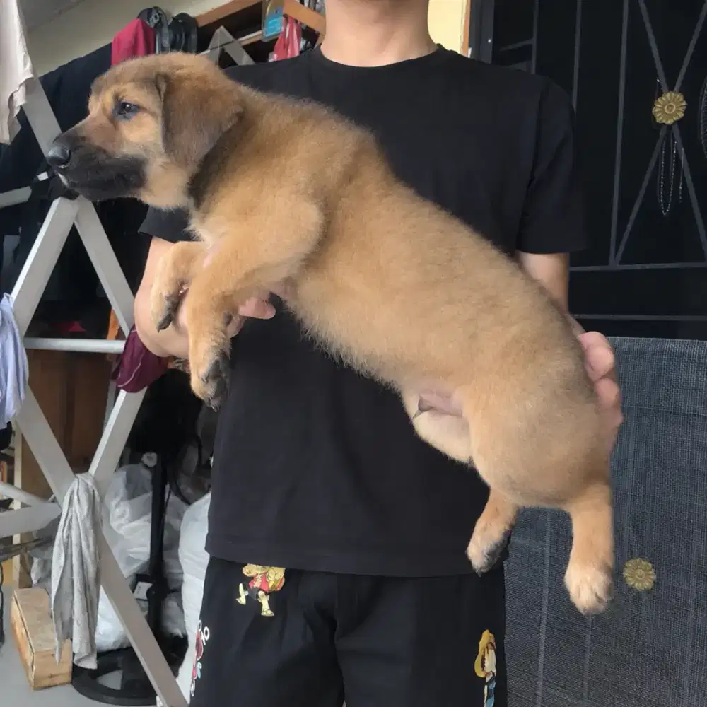 Anak anjing Ras Besar