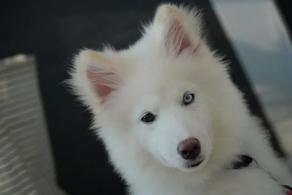 Husky mix Samoyed