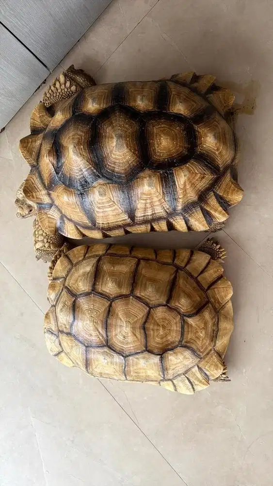 Sulky Jumbo 1 Pair