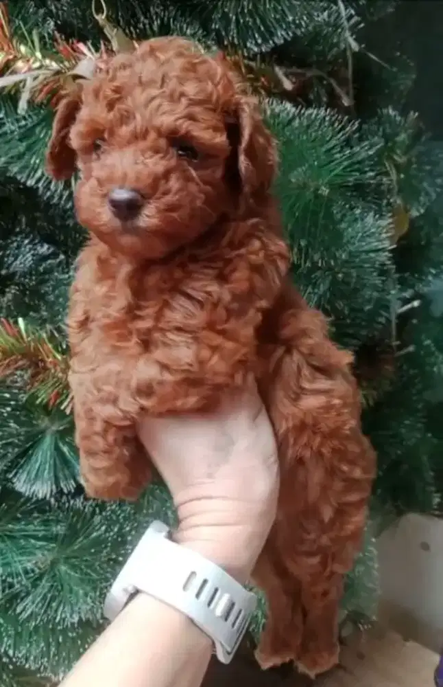 Toy Poodle red betina