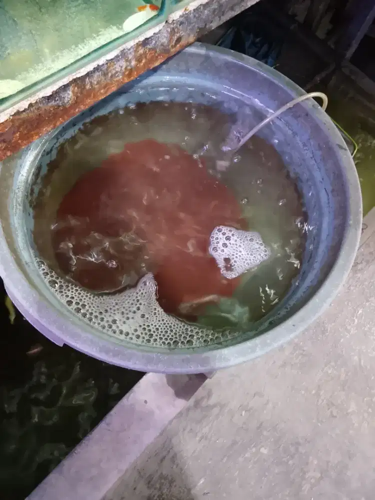 Cacing sutra eceran atau per gelas, untuk ikan