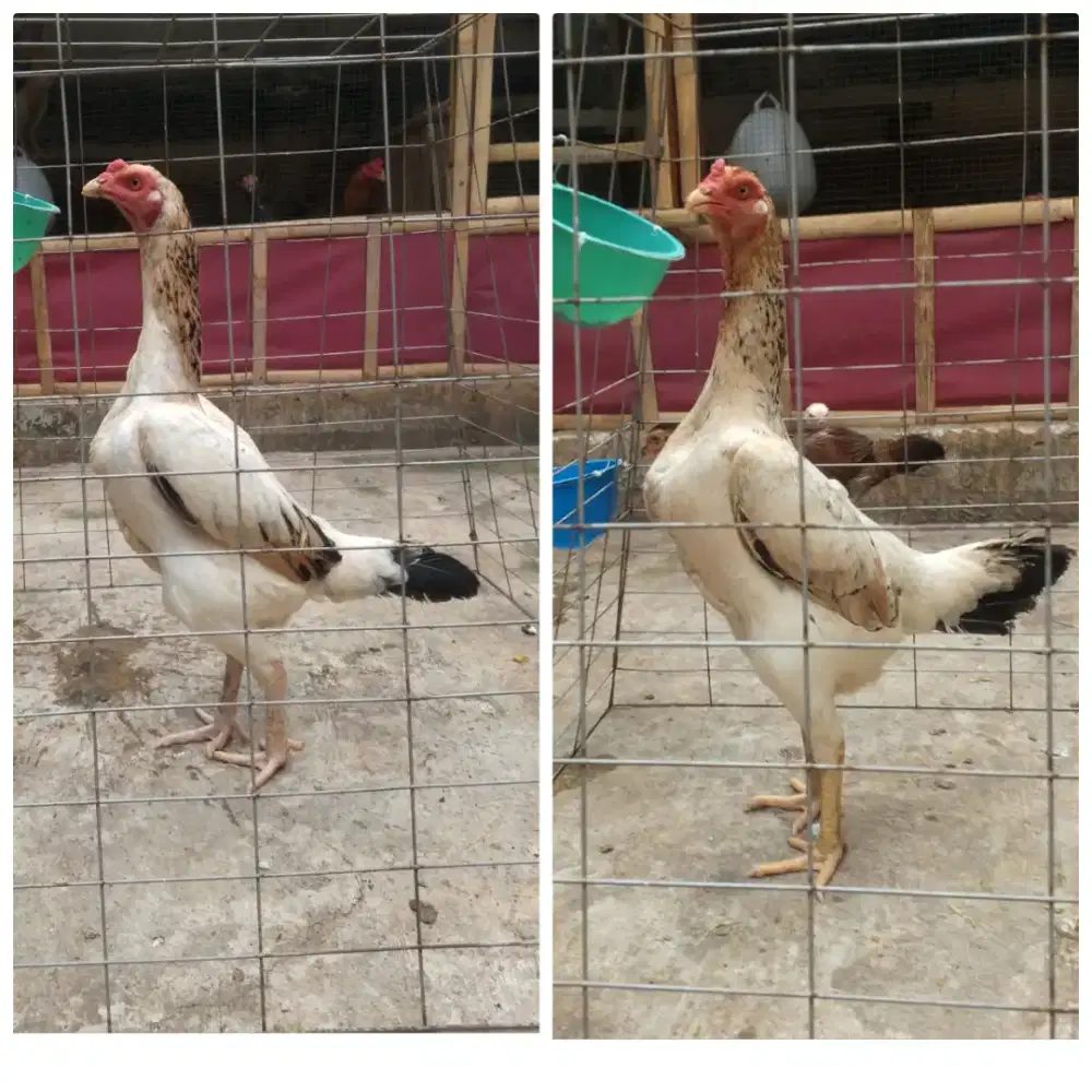 Shamo Eropa indukan 2 ekor