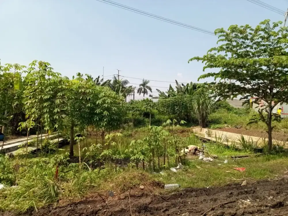 DIJUAL KAVLING SUPER LUAS di WANAHERANG – LOKASI STRATEGIS & MULTIFUNGSI!