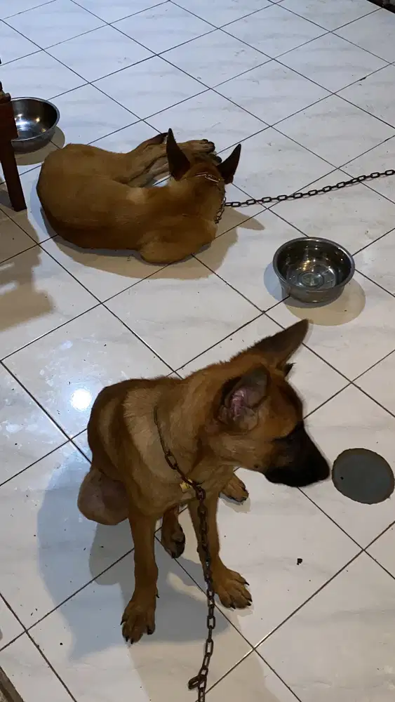 Anjing belgian malinois