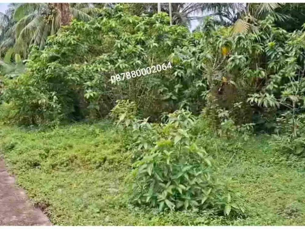 jual cepat murah tanah jorong batang Tiku selatan Tanjung mutiara agam padang Sumatra barat