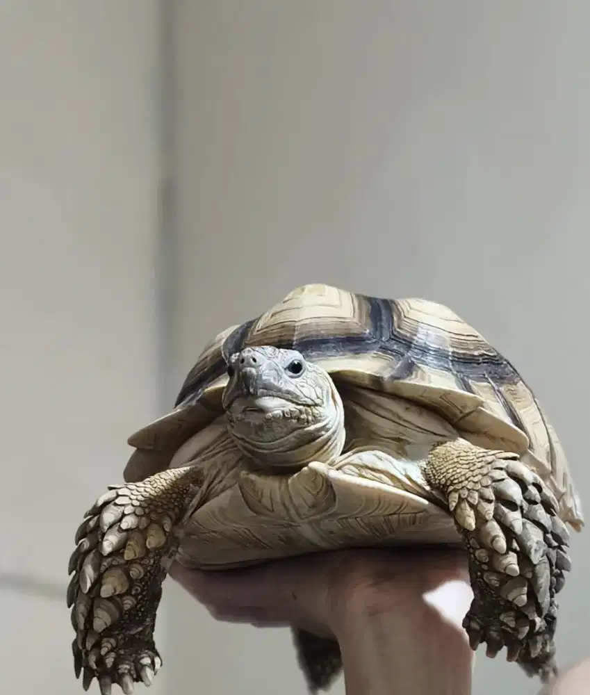 Dijual kura2 Sulcata thinline 25cm. Betina. Sehat