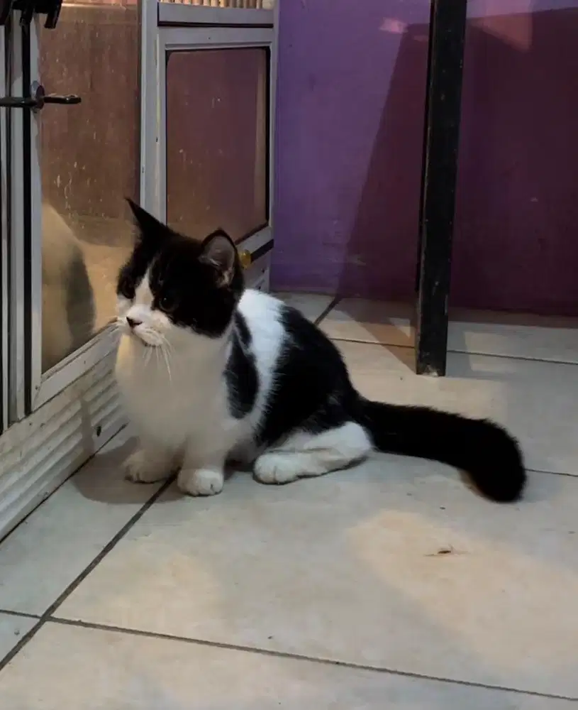 kucing munchkin