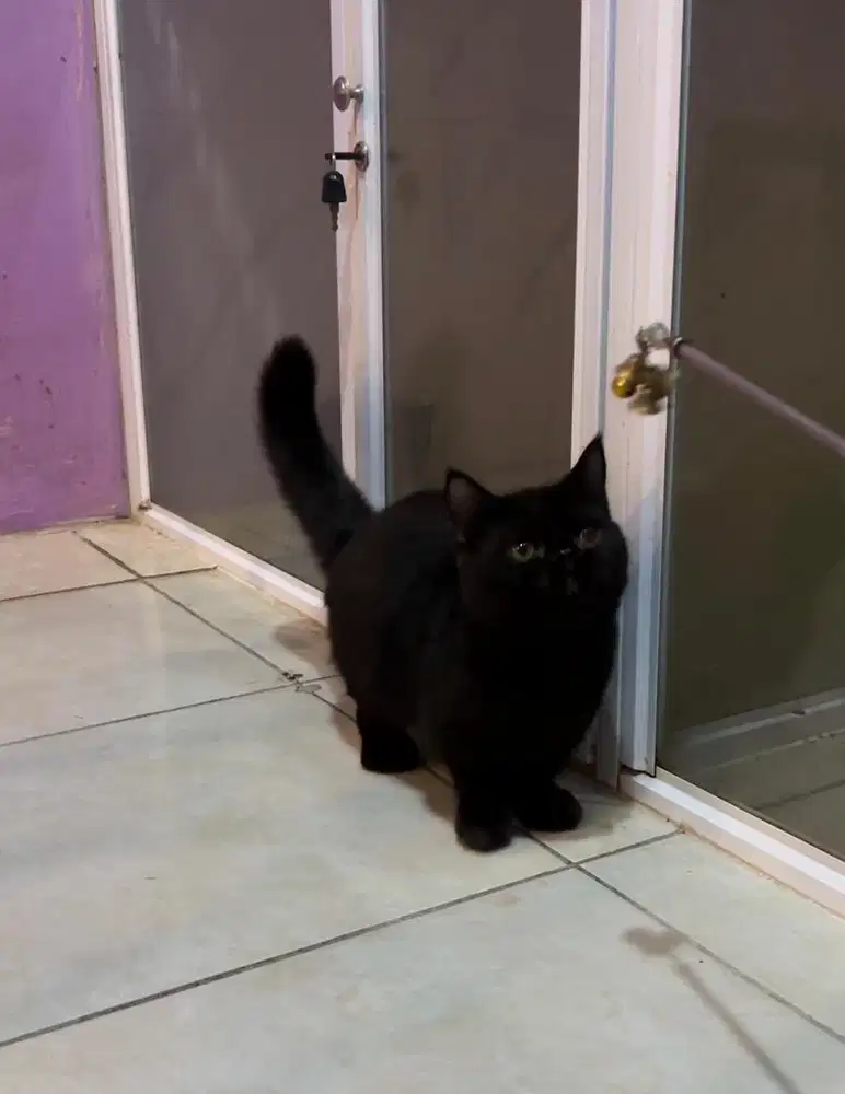 kucing munchkin