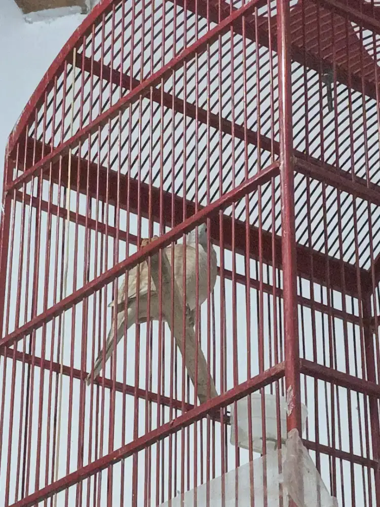 Perkutut bangkok