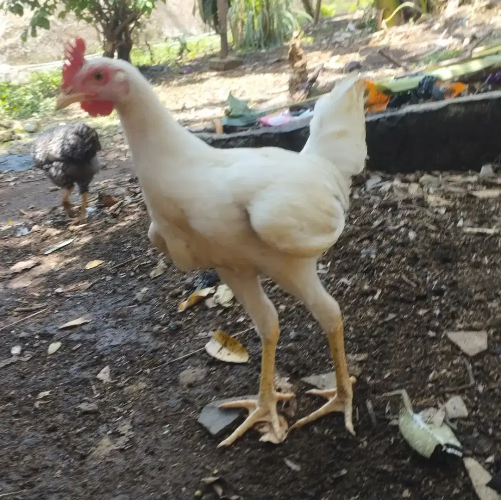 Ayam kampung jago putih polos kaki kuning