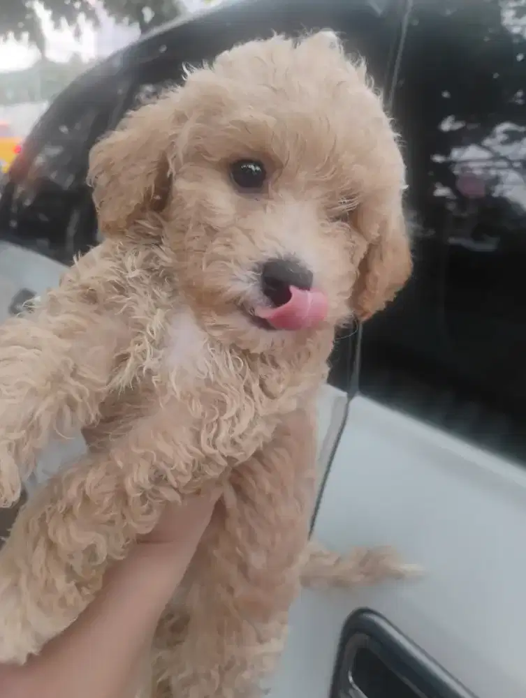 Anjing anakan Poodle lucu