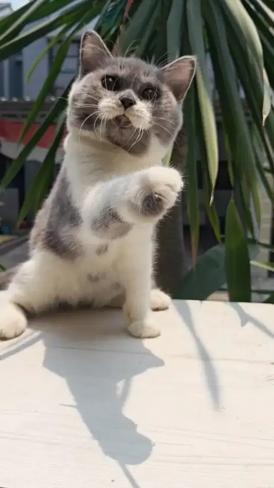 Kucing british short hair good quality