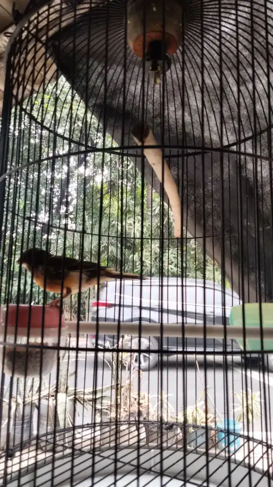 Burung Kenari Bon