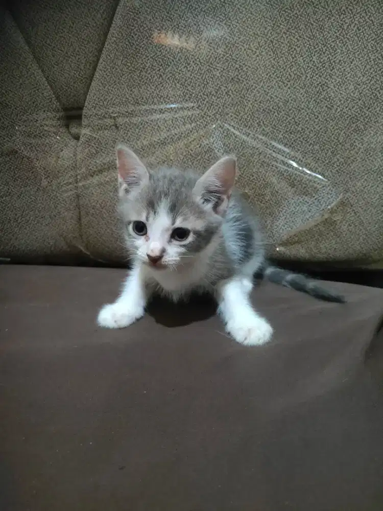 Kitten persia mix bsh betina