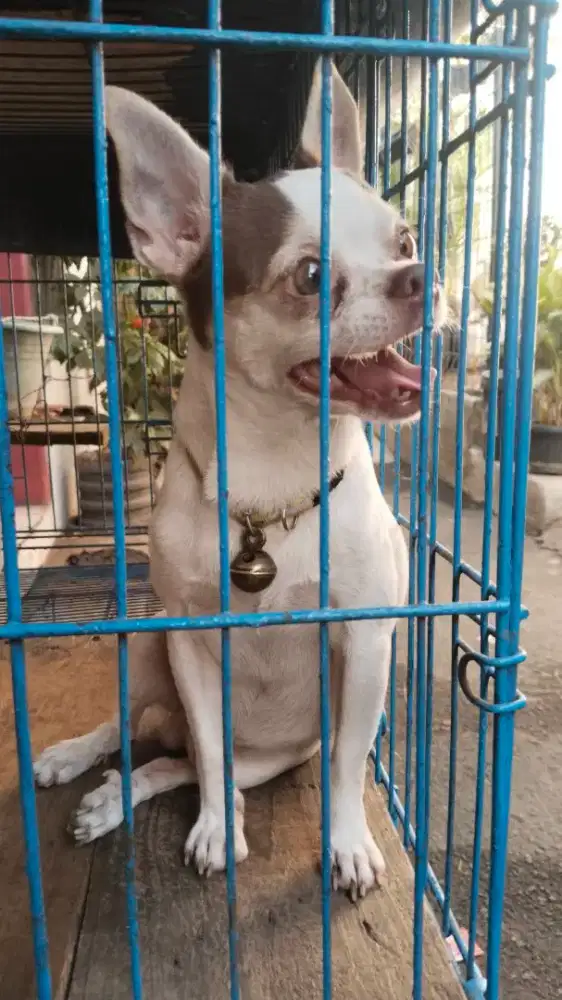 Chh jantan umur 2thn, non stb, mahar A10 nego