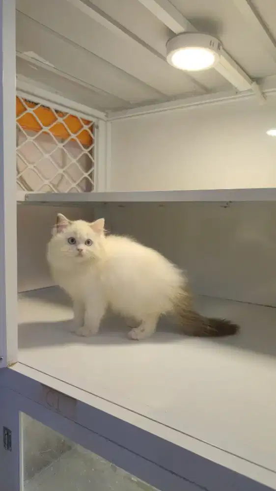 Kucing kitten ragdoll Betina dan jantan