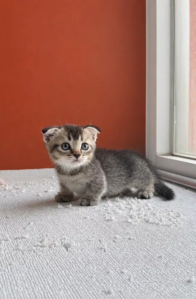 Gaelic dan Munchkin indukan