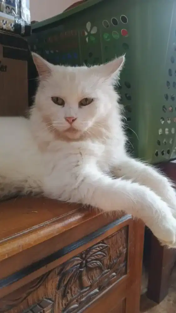 Open Adopst Persia Medium Putih