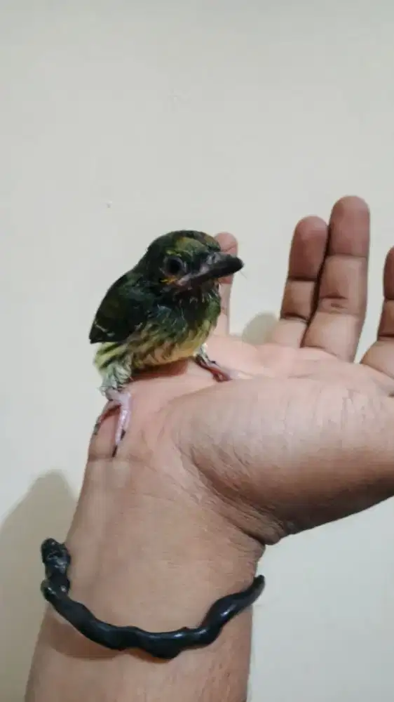 ungkut ungkut jinak
