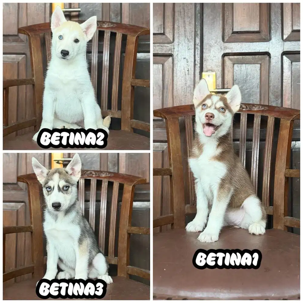 Husky betina MURMER