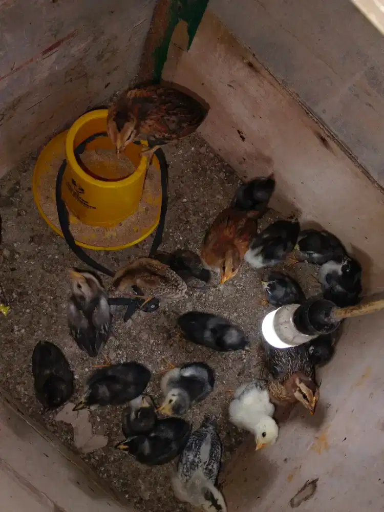 Ayam kampung DOC