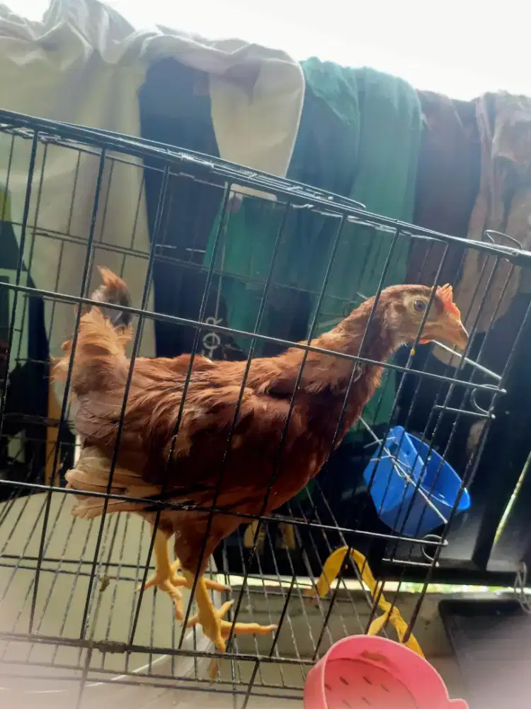 Ayam petelur pullet 4 bulan