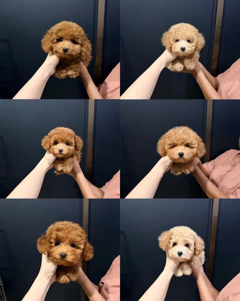 Jual poodle teacup tiny toy lucu