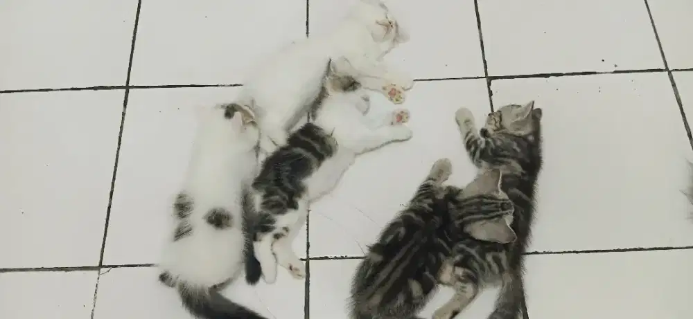 Kitten persia umur 2 bulan