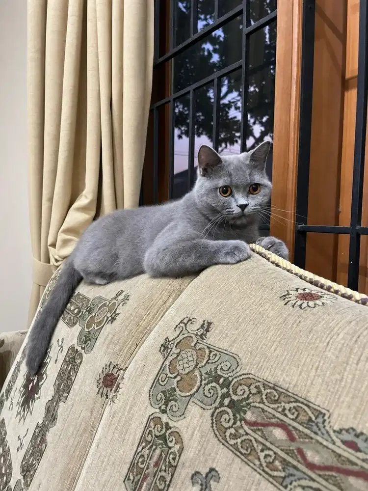Kucing british shorthair bsh kitten scottish