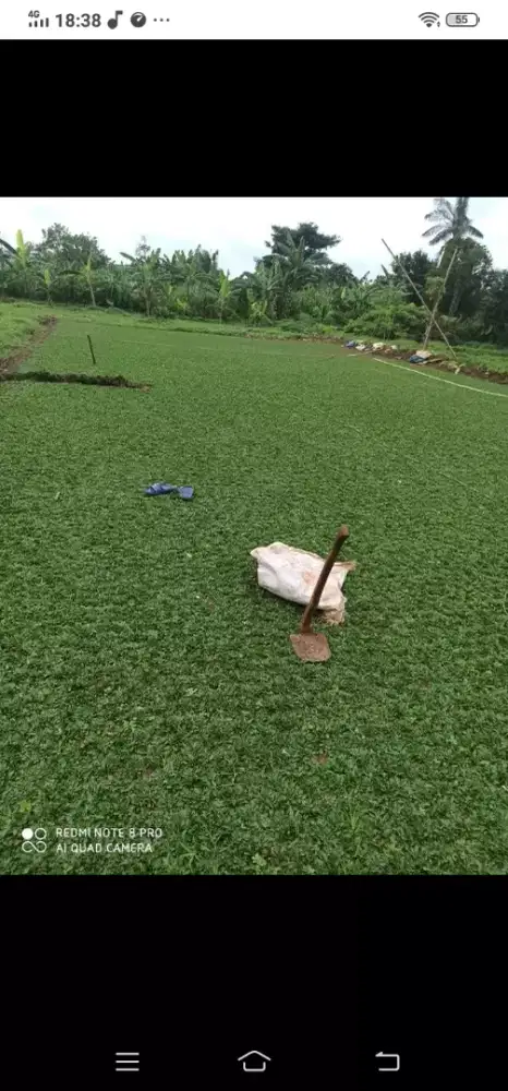 Rumput gajah mini dll